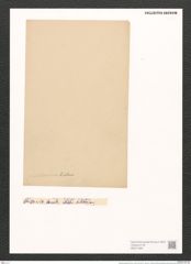 Nitzschia pulcherrima Grun. et Kitt. (de-Toni-Nr.: Genus 47, Species 2059) Zeichnungen Sammlung Grunow (NHMW-BOT-W0371906)
